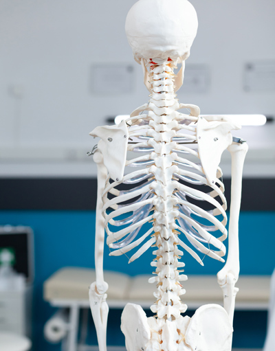 human skeleton model showcasing vertebrae and ribs in anatomical study for 3D learning